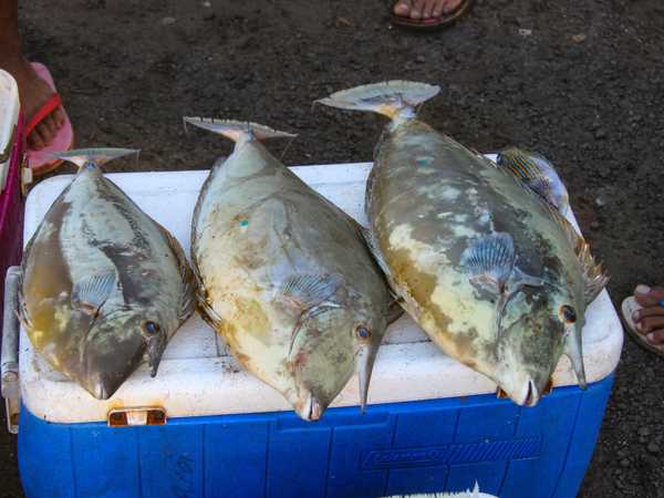Mercatino del pesce di Apia. Banchetto dove si vendono i pesci-chirurgo.