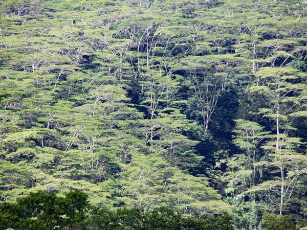 Impenetrabile foresta dell'interno di Upolu