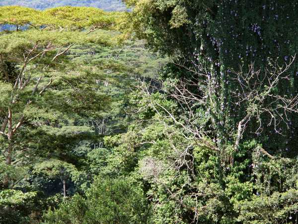 Foresta dell'interno di Upolu. L'enorme albero sulla destra, tappezzato di fiori e funghi saprofiti, ha dimenzioni paragonabili o forse maggiori delle sequoie.
