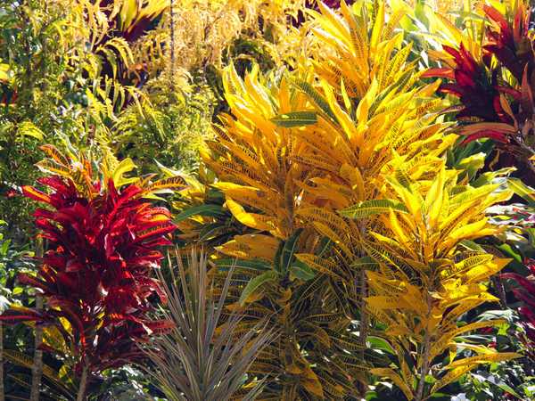 Giardini delle Falafa Falls. Le piante tropicali che qui da noi si vendono a 20-30 euro qui hanno foglie con un'intensità di colore impressionante, crescono in libertà e sono alte 2-3 metri.