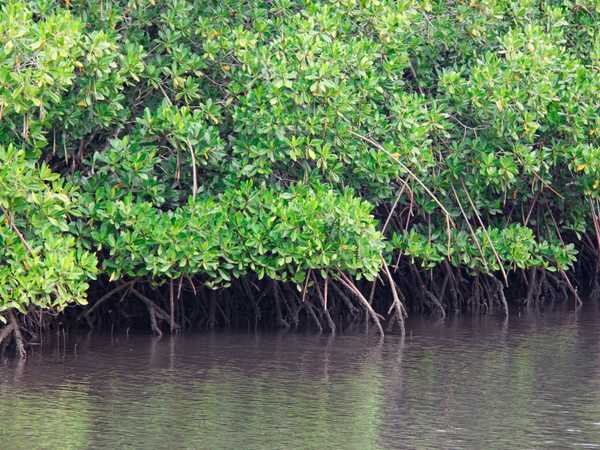 Foresta di mangrovie di Saanapu