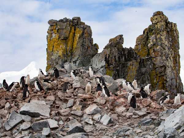 Pinguini chinstrap tra i pinnacoli di Half Moon Island