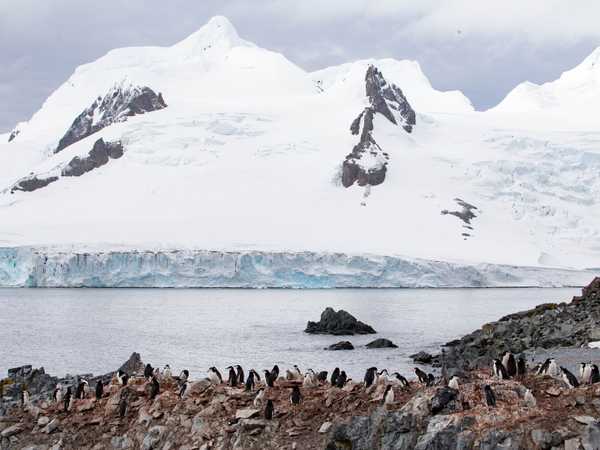Pinguini chinstrap tra le rocce di Half Moon Island
