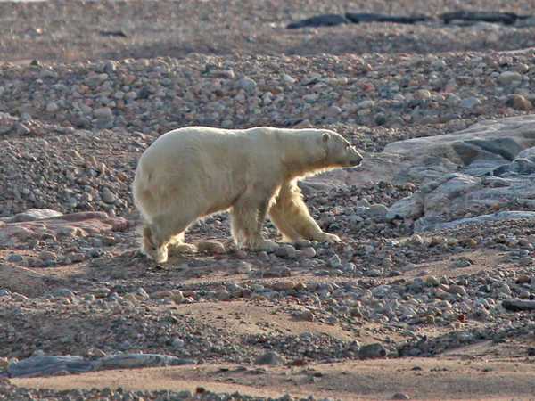 Orso polare sulla spiaggia di Kvitoya
