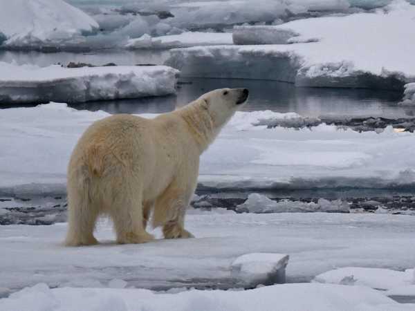 Orso polare sul pack