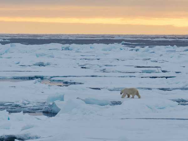 Orso polare sul pack all'alba