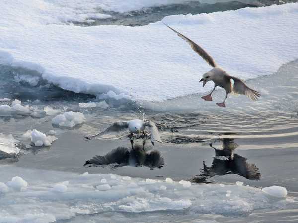 Kittiwakes in lotta per un pesce