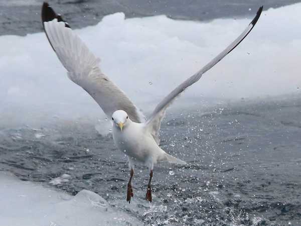 Ammaraggio di un bianco ivory gull (gabbiano avorio)