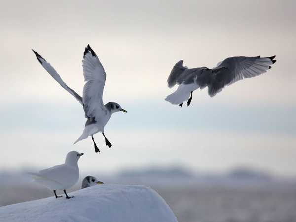 Kittiwakes (gabbiani tridattili)