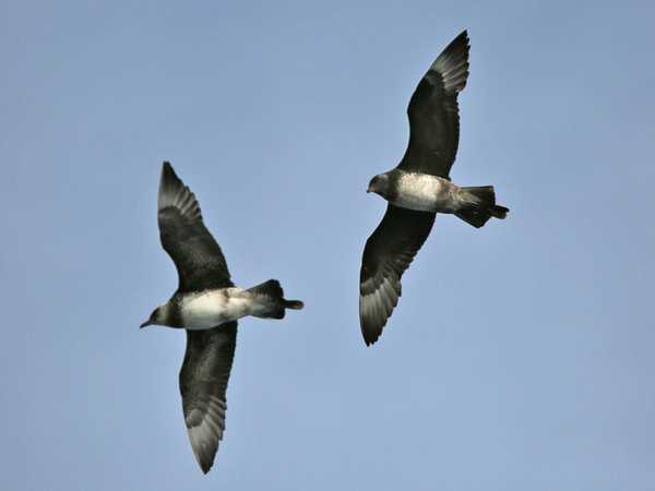 Una coppia di skua nel cielo
