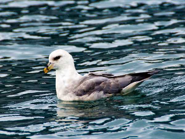 Kittiwake