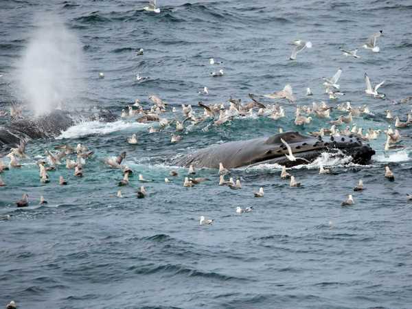 Megattere nello Storfjorden, al largo di Edgeoya