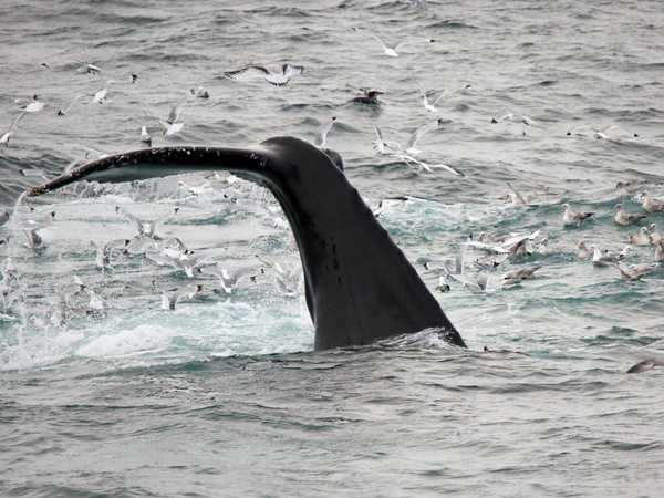 Megattere nello Storfjorden, al largo di Edgeoya