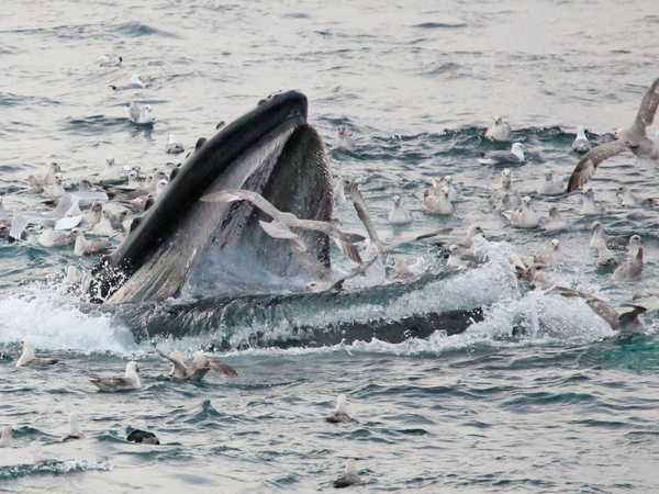 Megattere nello Storfjorden, al largo di Edgeoya