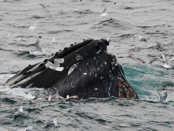 Megattere nello Storfjorden, al largo di Edgeoya