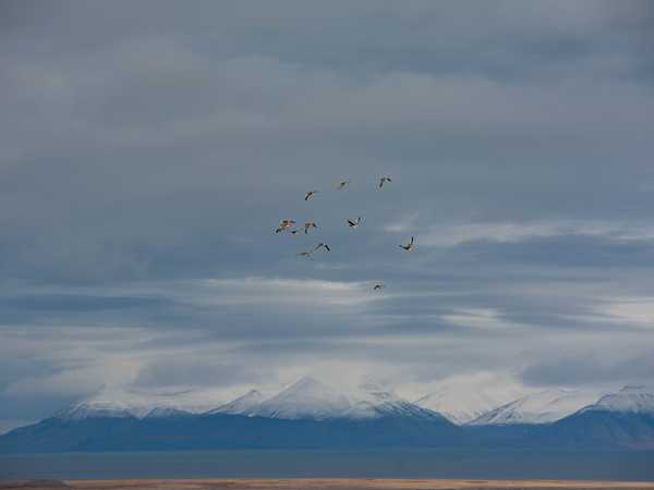'barnacle gooses' in volo