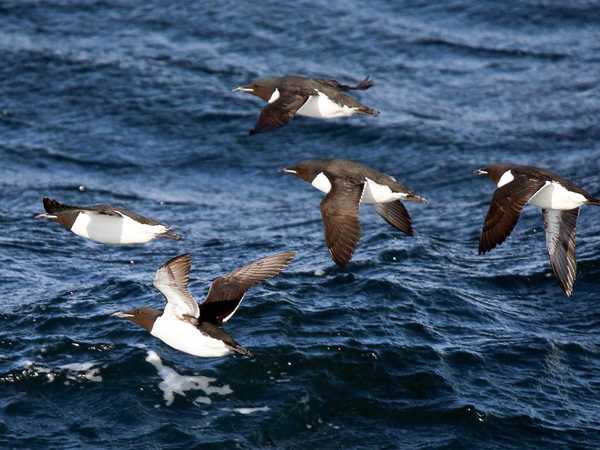 Volo di urie sul mare