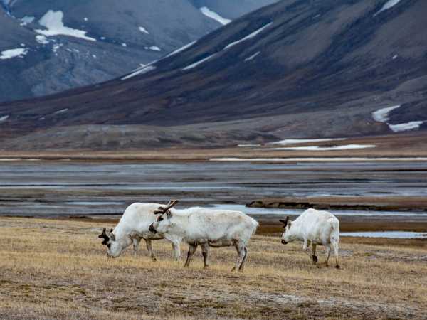 Renne al pascolo nella valle di Adventdalen