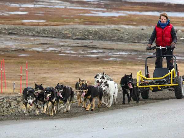 Le slitte con le ruote servono per tenere in allenamento i cani - valle di Adventdalen