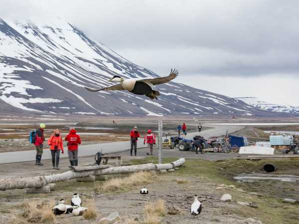 Volo di un edredone comune nella valle di Adventdalen