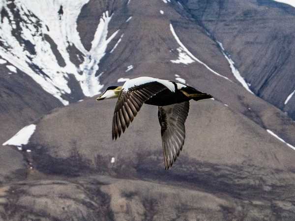 Volo di un edredone comune nella valle di Adventdalen