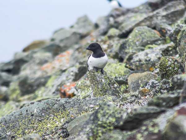 Brunnich's guillemot - scogliera di Bjorndalen