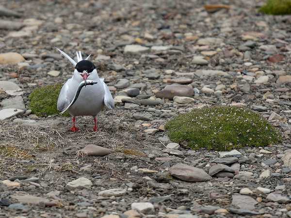 Una sterna con la preda - scogliera di Bjorndalen