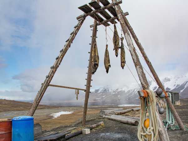 Foche appese ad essiccare alla periferia di Longyearbyen