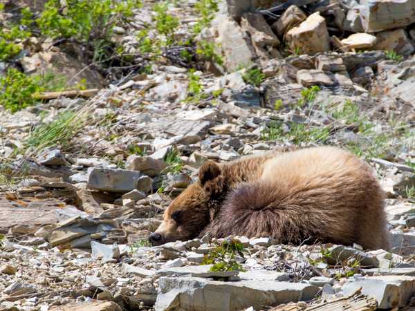 Un orso riposa tra le rocce lungo la Akamina Parkway