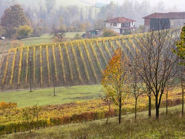 Vigneti di Novello