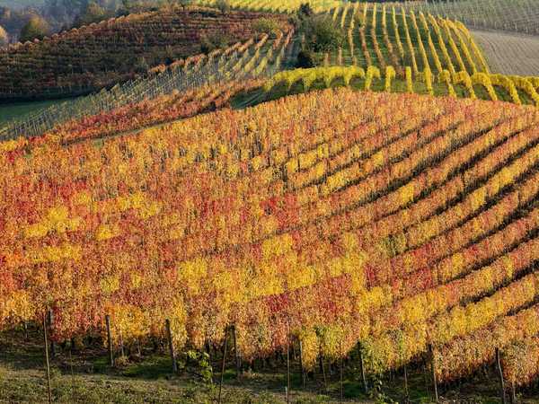 Colline di Dogliani
